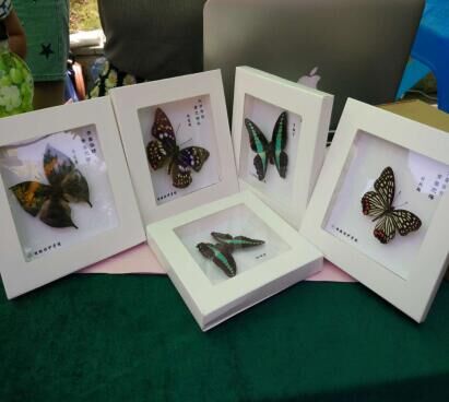 【紫金山新闻】蝴蝶标本、手绘环保袋、爱心礼