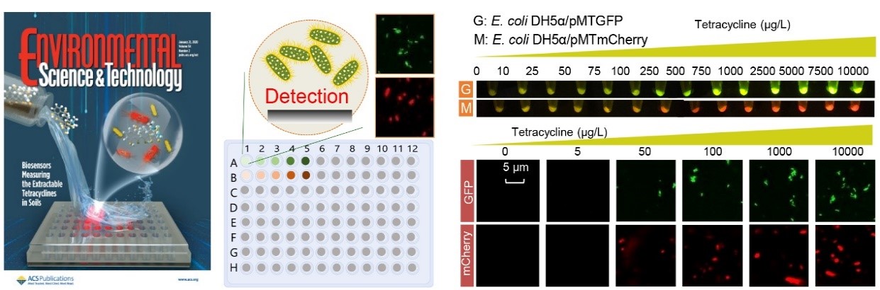 资环学院土壤污染与控制团队利用全细胞生物传感器分析水土环境中