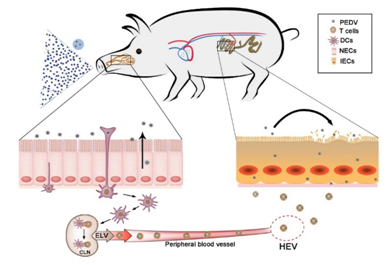 从鼻腔入侵,在肠道发病:动医院研究团队发现猪