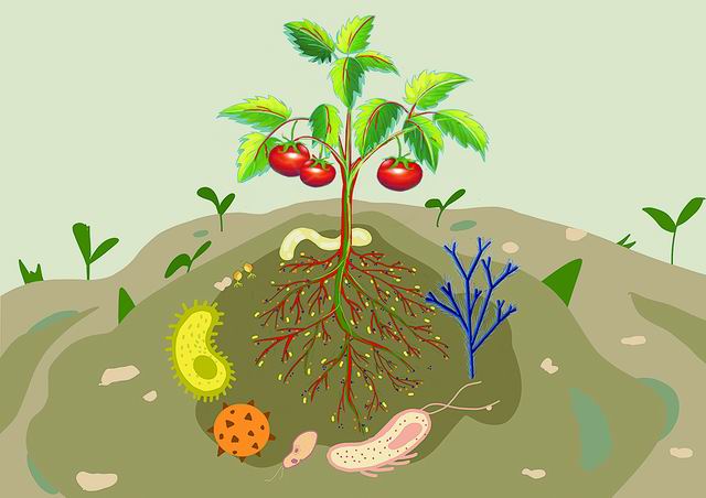 根际微生物组影响植物健康.张耀予绘图