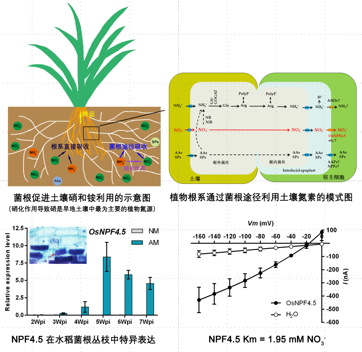 该研究由南京农业大学资源与环境科学学院植物营养分子遗传课题组主导