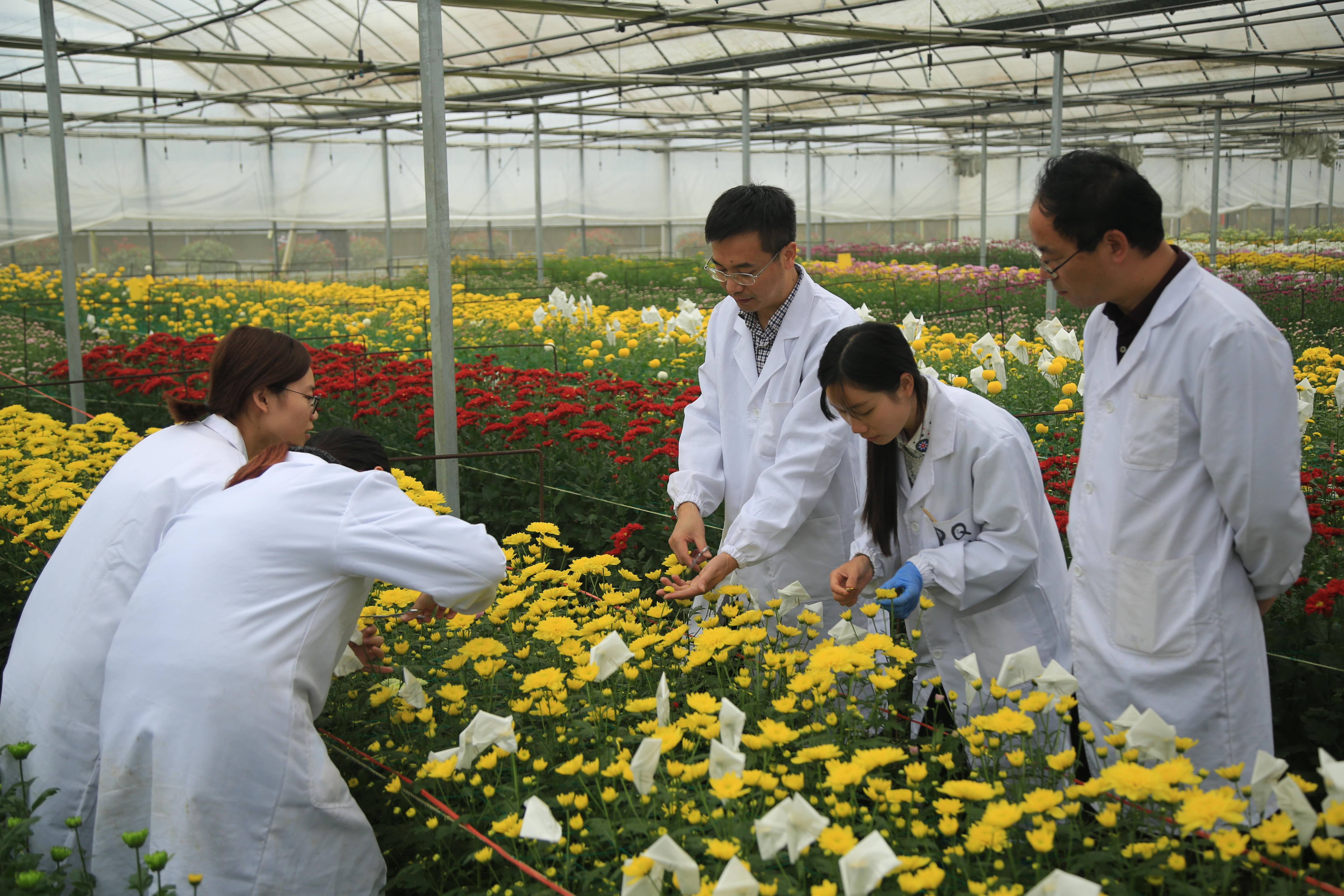 陳發棣教授在南農大湖熟菊花基地進行育種技術指導