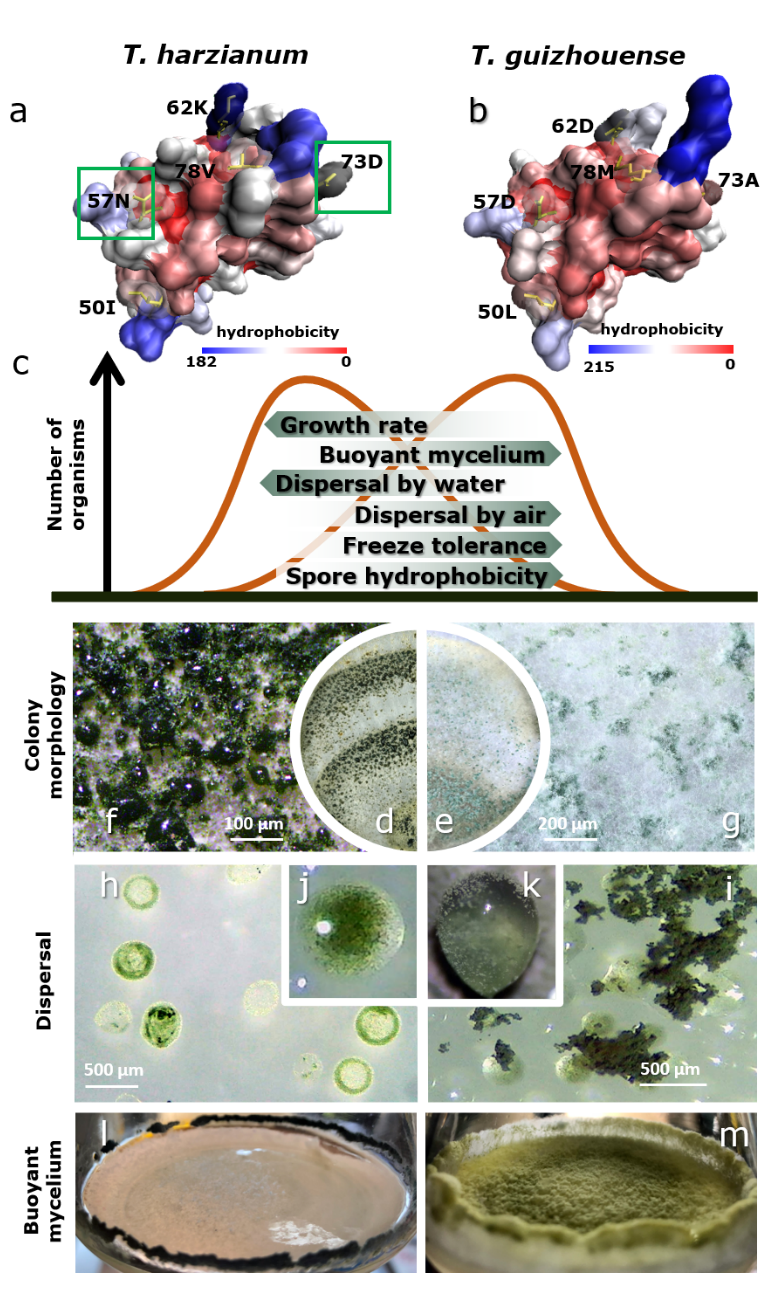 真菌进化生物学由于化石证据的缺乏,群体间生活史迥异以及同时具有无